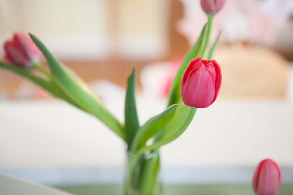 Raspberry Pink Tulips | The Day's Design | Hetler Photography