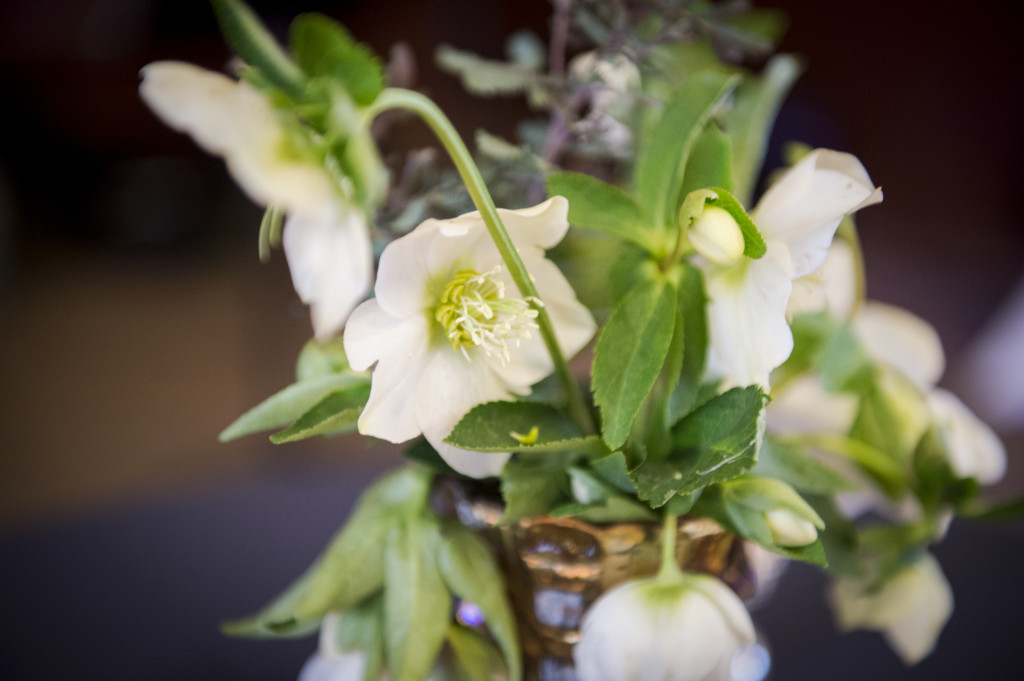 Hellebores | The Day's Design | Northern Art Photography