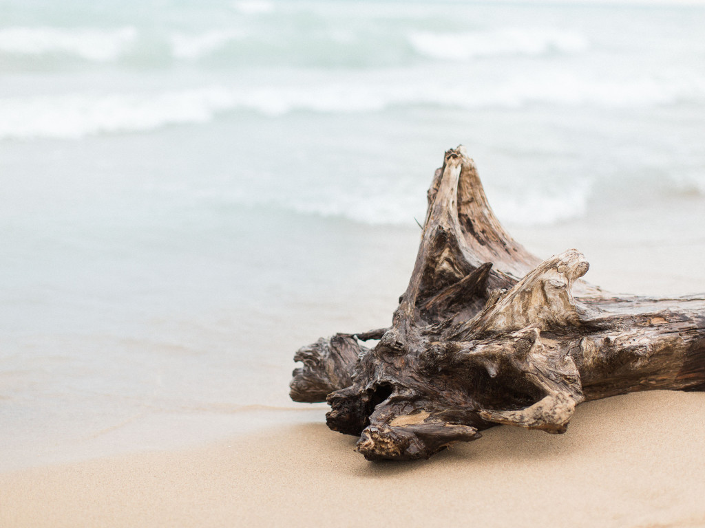 Driftwood | Beach Wedding | The Day's Design | Bradley James Photography