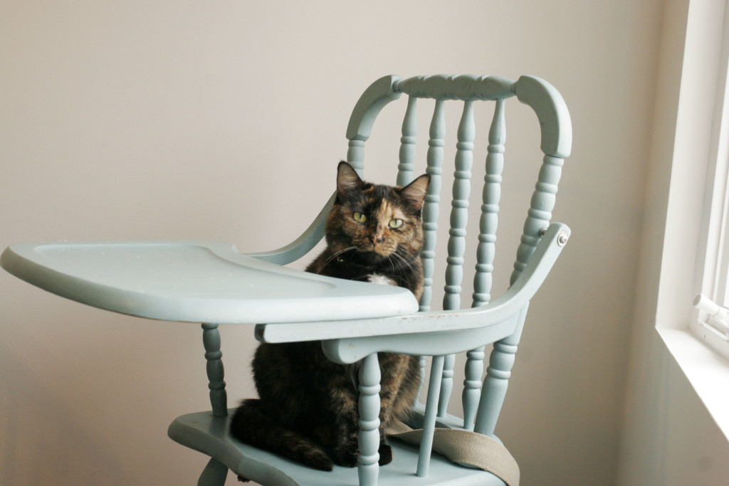 Cat in Highchair | Vintage Aqua Highchair | The Day's Deisgn