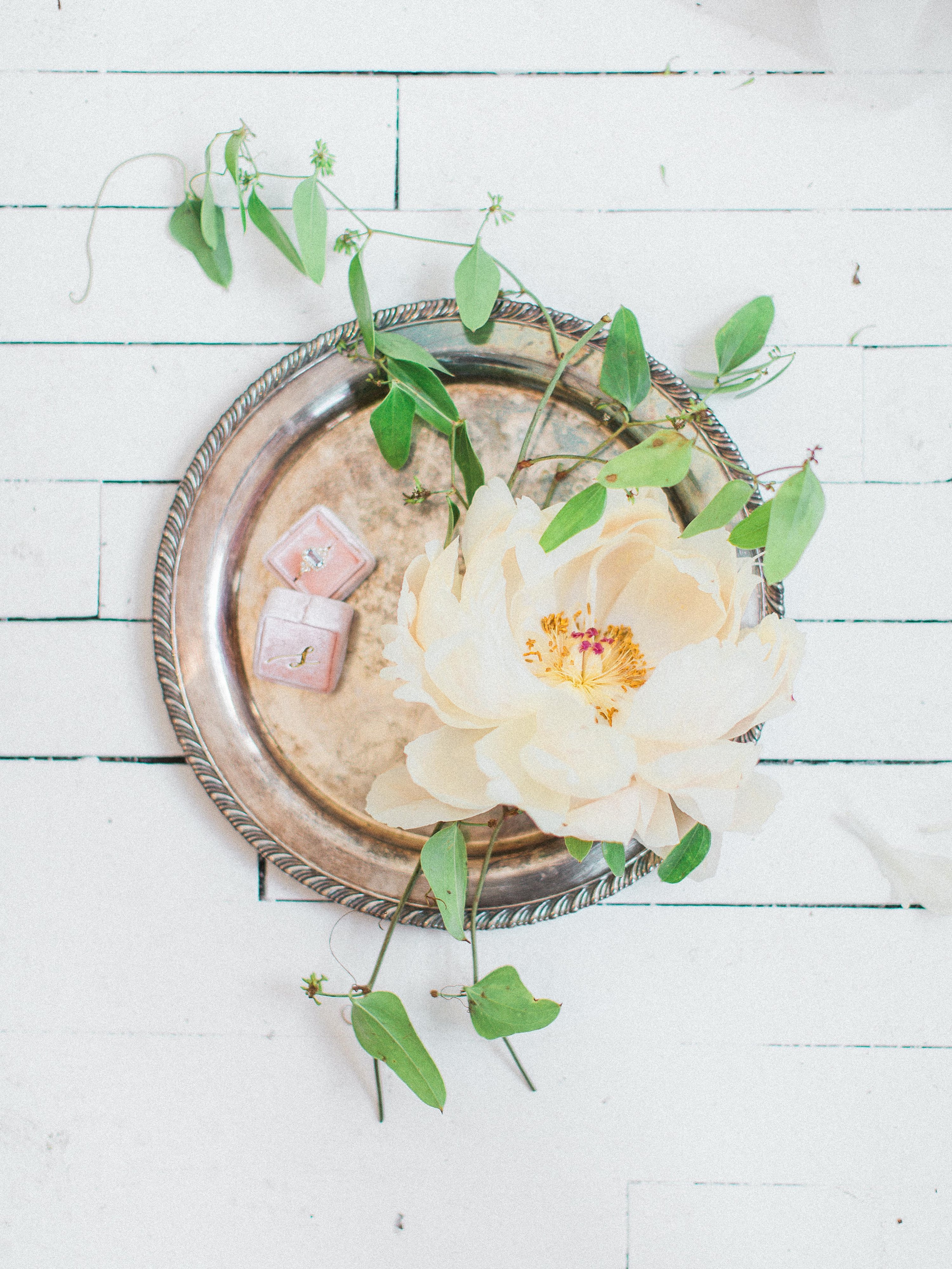 Peony for President | The Day's Design | Samantha James Photography