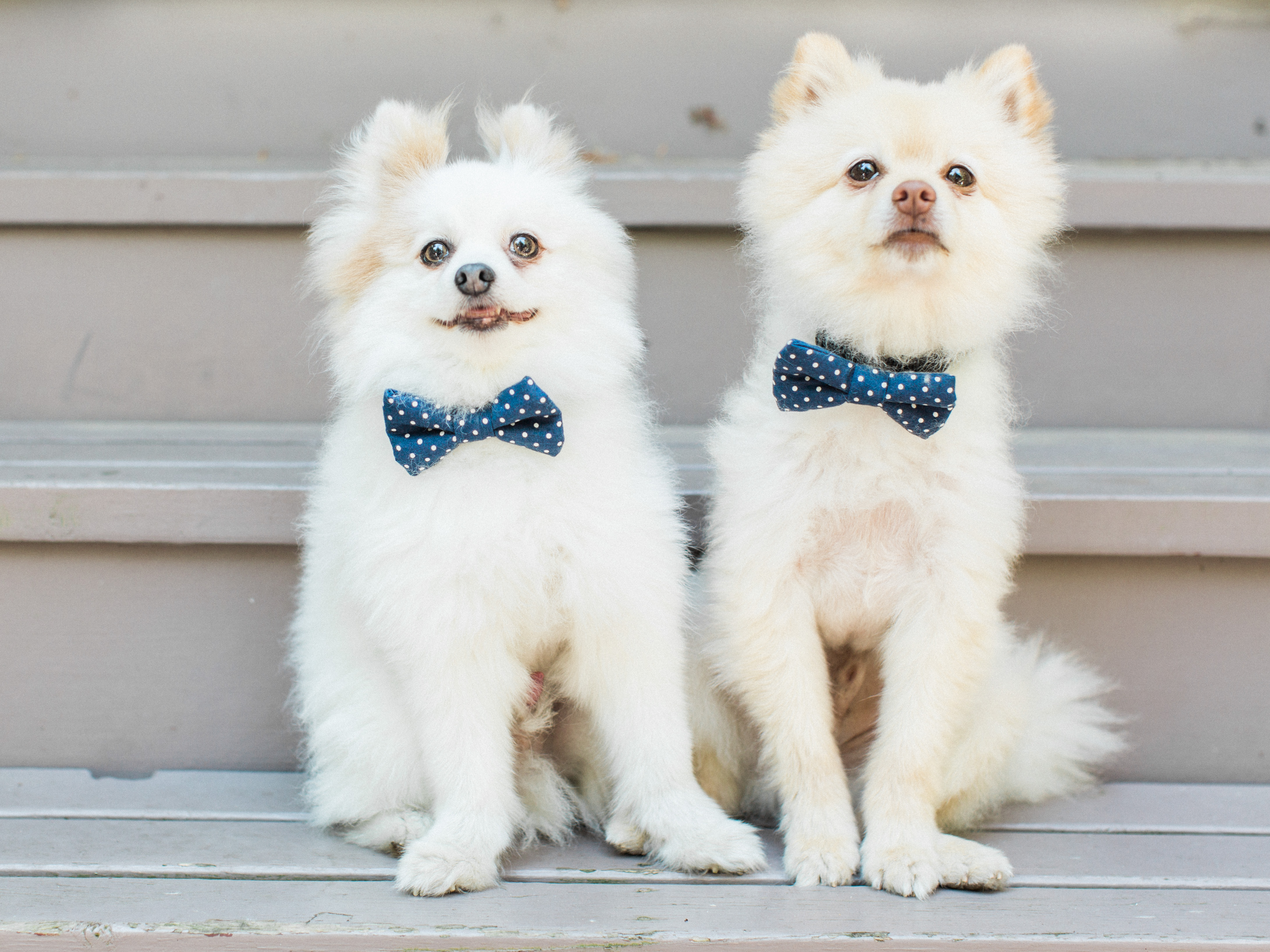 Dog Bowties | The Day's Design | Samantha James Photography