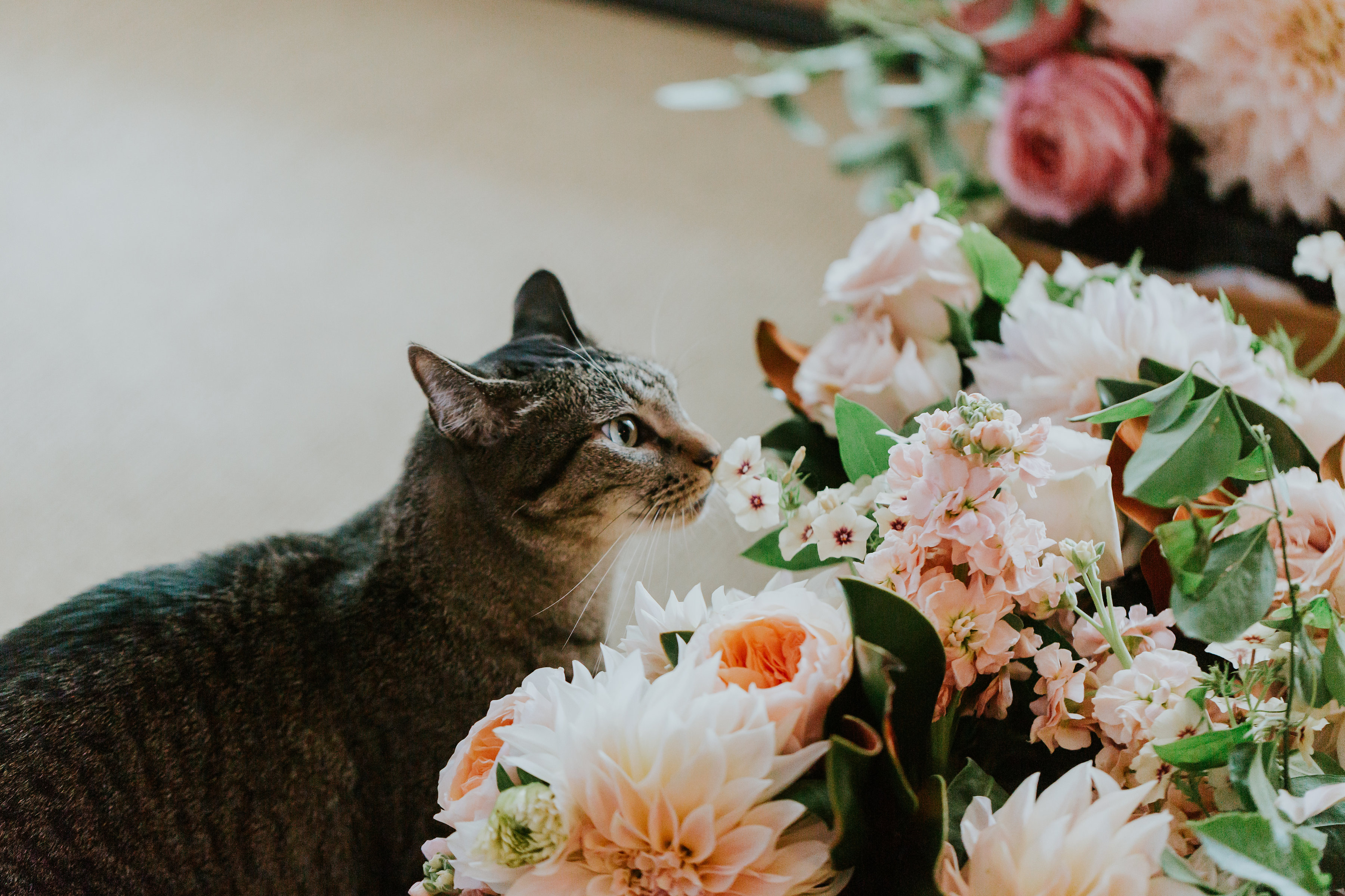 Wedding Cat | The Day's Design | Katie Grace Photography