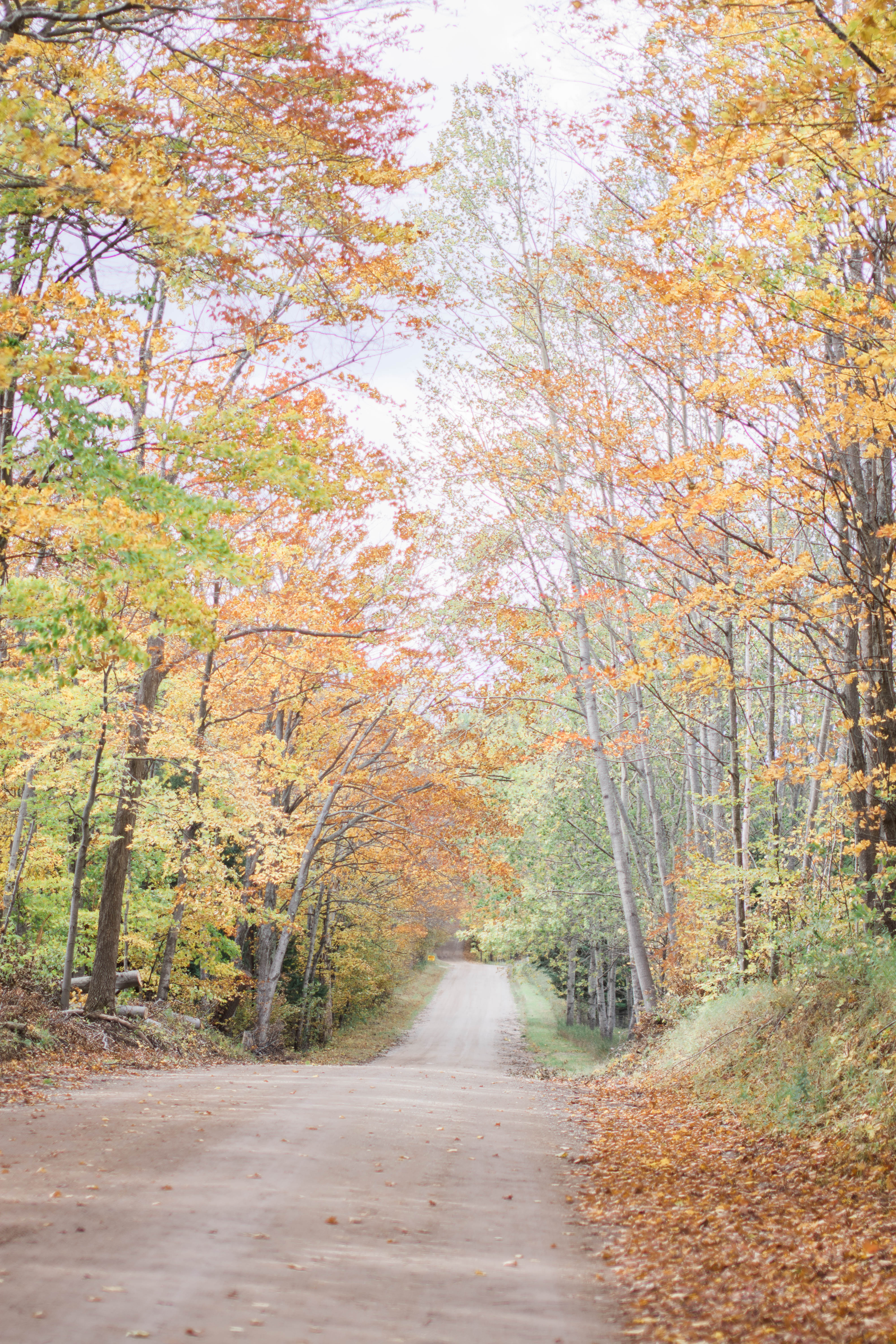 Tunnel of Trees | TownLine Journal