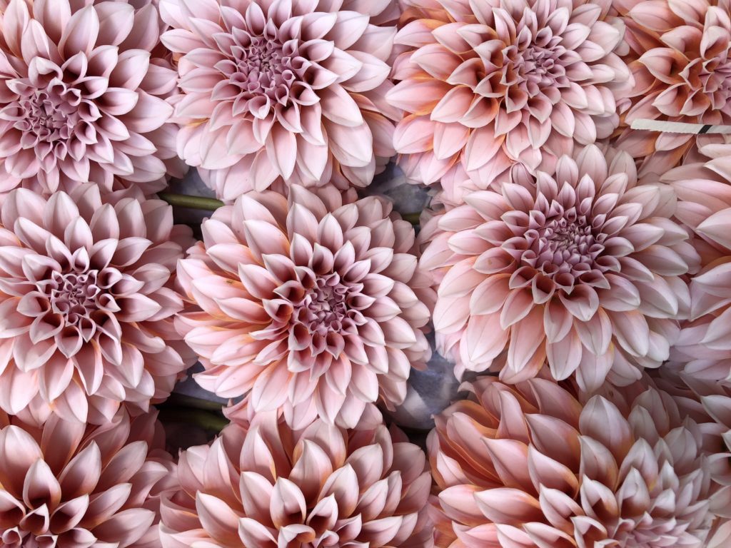 Coral Dahlias | The Day's Design | TownLine Journal