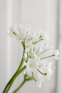 best flowers for the month of january allium