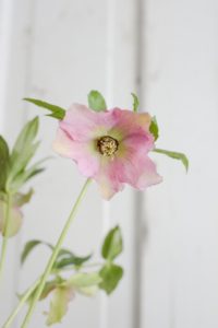 winter-wedding-flowers-lenton-rose