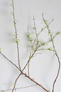japanese spirea the best spring flowers
