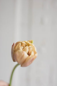 La Belle Epoque Tulip